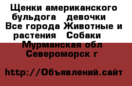 Щенки американского бульдога ( девочки) - Все города Животные и растения » Собаки   . Мурманская обл.,Североморск г.